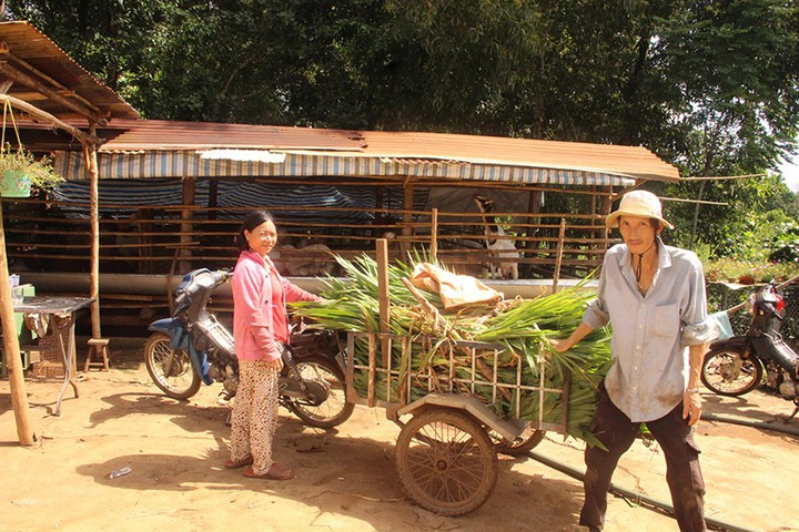 Hỗ trợ con giống, chuyển giao kỹ thuật tạo sinh kế cho đồng bào dân tộc thiểu số - Ảnh 2.
