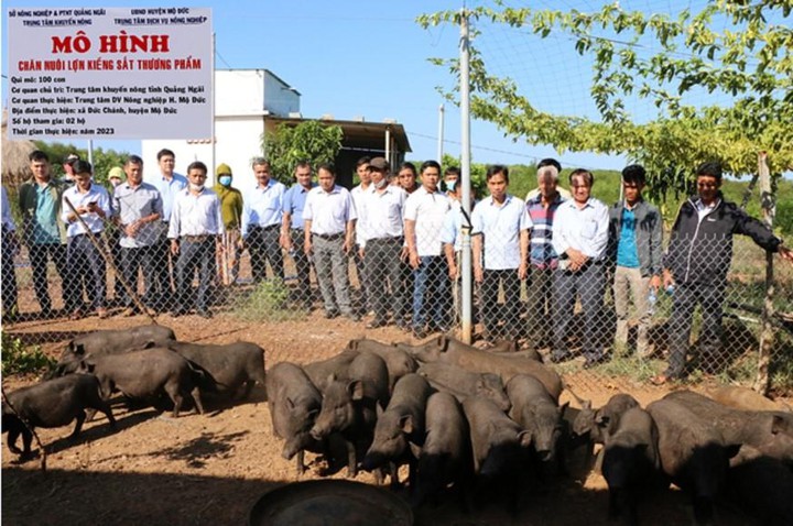 Quảng Ng&atilde;i ứng dụng khoa học c&ocirc;ng nghệ ph&aacute;t triển chăn nu&ocirc;i lợn an to&agrave;n sinh học - Ảnh 2.