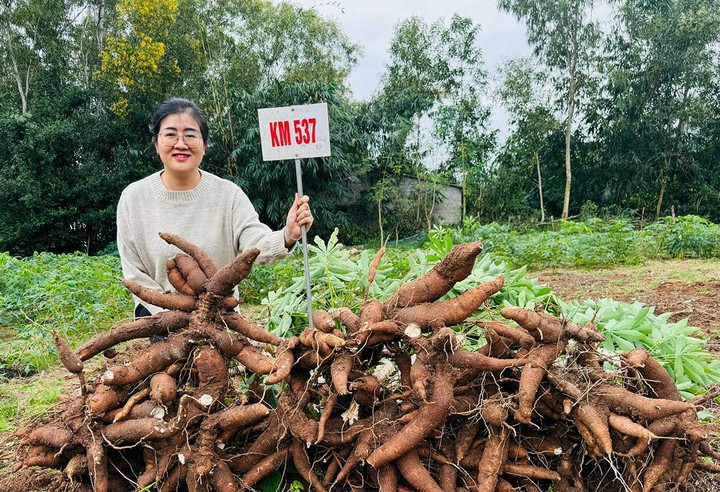 Hai giống sắn mới cho năng suất tinh bột tr&ecirc;n 15 tấn/ha- Ảnh 1.