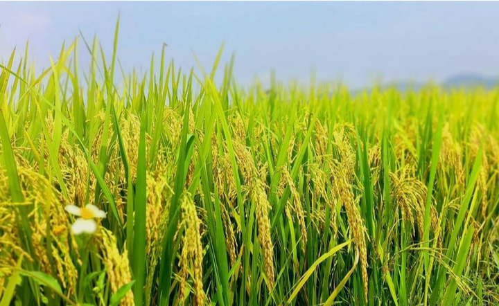 Giống l&uacute;a mới tạo đ&agrave; n&acirc;ng cao thu nhập cho n&ocirc;ng d&acirc;n Th&aacute;i Nguy&ecirc;n- Ảnh 2.