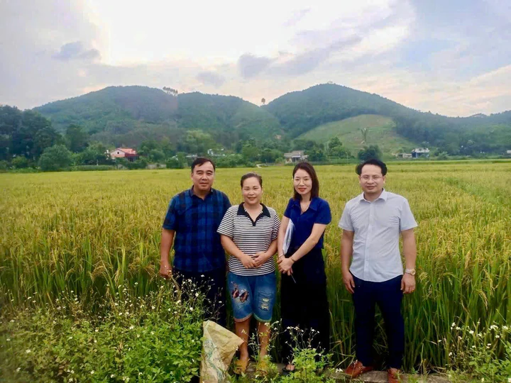 Giống l&uacute;a mới tạo đ&agrave; n&acirc;ng cao thu nhập cho n&ocirc;ng d&acirc;n Th&aacute;i Nguy&ecirc;n- Ảnh 1.