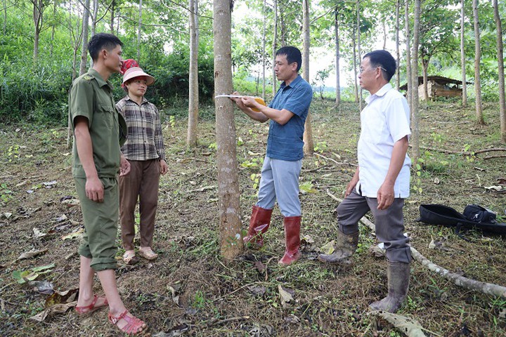 C&acirc;y H&ocirc;ng Paulownia.VN mở th&ecirc;m hướng phủ xanh đất dốc, ph&aacute;t triển rừng kinh tế ở Sơn La- Ảnh 3.