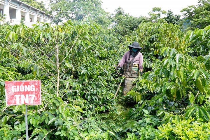 Khoa học v&agrave; c&ocirc;ng nghệ n&acirc;ng gi&aacute; trị c&agrave; ph&ecirc; Sơn La- Ảnh 2.