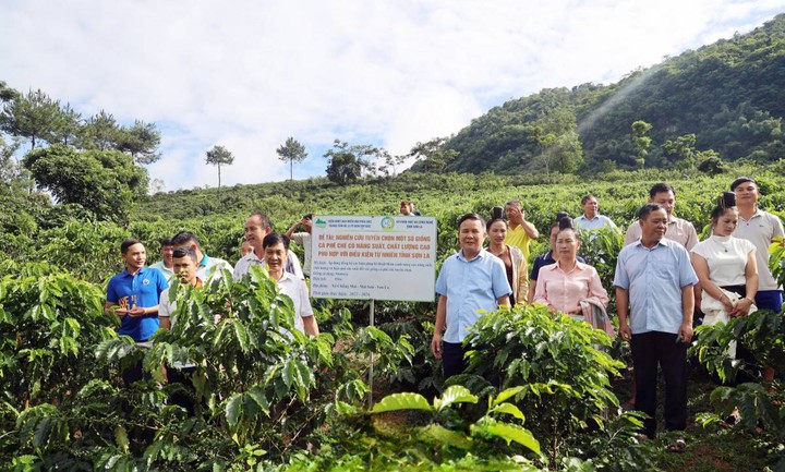 Khoa học v&agrave; c&ocirc;ng nghệ n&acirc;ng gi&aacute; trị c&agrave; ph&ecirc; Sơn La- Ảnh 1.