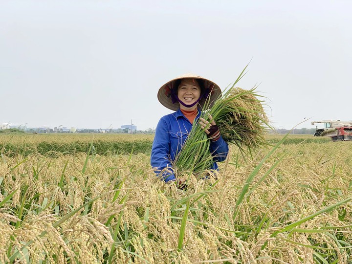 Kiểm so&aacute;t nguy cơ nhiễm asen trong gạo từ ruộng đến bữa ăn- Ảnh 1.