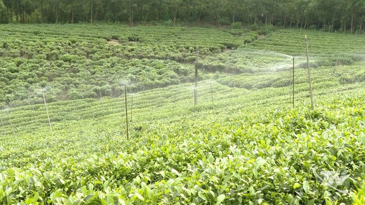 Th&aacute;i Nguy&ecirc;n đẩy mạnh ứng dụng c&ocirc;ng nghệ số, n&acirc;ng cao gi&aacute; trị sản phẩm ch&egrave;- Ảnh 2.