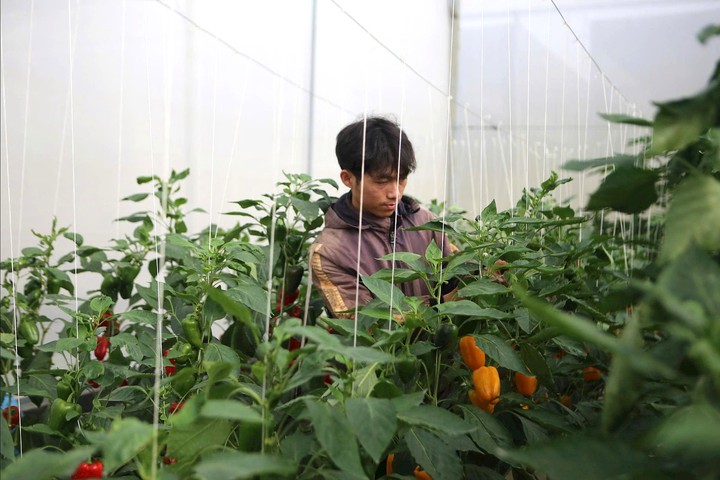 Từ phòng thí nghiệm ra ruộng vườn: KHCN giúp Lâm Đồng tăng giá trị nông sản- Ảnh 1. Từ phòng thí nghiệm ra ruộng vườn: KHCN giúp Lâm Đồng tăng giá trị nông sản- Ảnh 1.