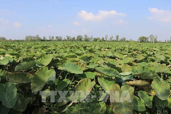 Con đường nâng cao giá trị nông sản và giảm phát thải - Ảnh 1.