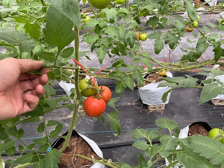 C&ocirc;ng nghệ v&agrave;o ruộng, n&ocirc;ng d&acirc;n hưởng lợi- Ảnh 2.