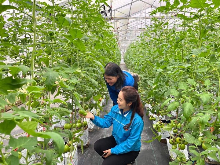 C&ocirc;ng nghệ v&agrave;o ruộng, n&ocirc;ng d&acirc;n hưởng lợi- Ảnh 1.