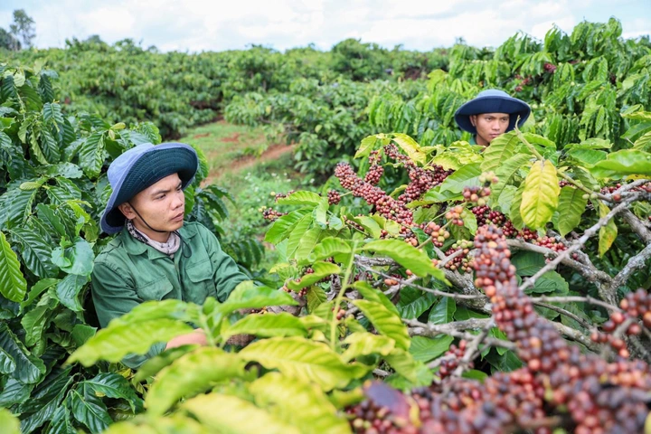 C&ocirc;ng điện số 38/CĐ-TTg ngăn chặn v&agrave; xử l&yacute; c&aacute;c h&agrave;nh vi x&acirc;m phạm quyền sở hữu tr&iacute; tuệ.