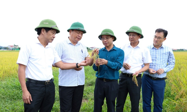 H&agrave; Tĩnh nh&acirc;n rộng m&ocirc; h&igrave;nh l&uacute;a giảm ph&aacute;t thải, hướng tới n&ocirc;ng nghiệp xanh - Ảnh 1.