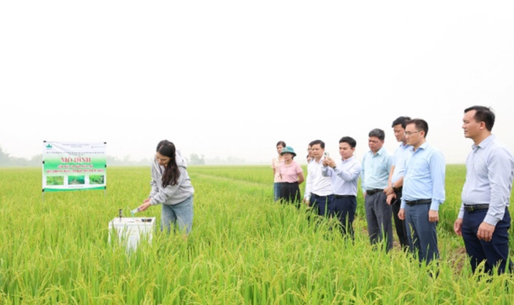 H&agrave; Tĩnh nh&acirc;n rộng m&ocirc; h&igrave;nh l&uacute;a giảm ph&aacute;t thải, hướng tới n&ocirc;ng nghiệp xanh - Ảnh 3.