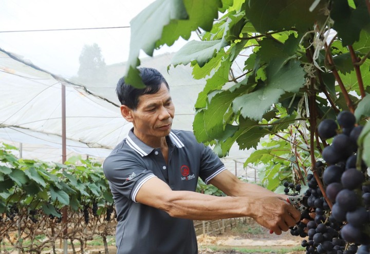 Sơn La có 9 vùng nông nghiệp công nghệ cao, xuất khẩu nông sản đạt 208 triệu USD - Ảnh 1.