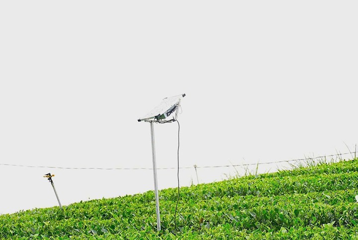 Ứng dụng AI nâng cao chất lượng vùng chè Thái Nguyên - Ảnh 1.
