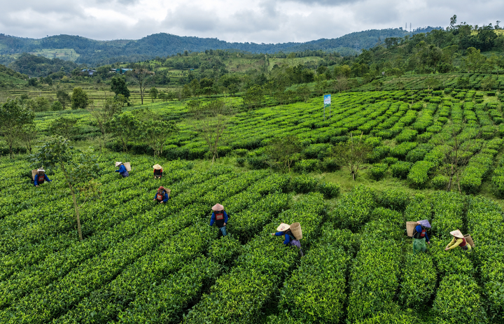 Sở hữu tr&iacute; tuệ n&acirc;ng tầm kinh tế tập thể v&ugrave;ng ch&egrave; Quảng Ng&atilde;i - Ảnh 1.