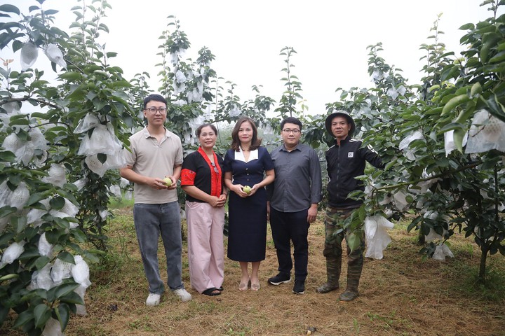 Phần mềm số hóa quản trị hợp tác xã cây ăn quả Sơn La- Ảnh 1.