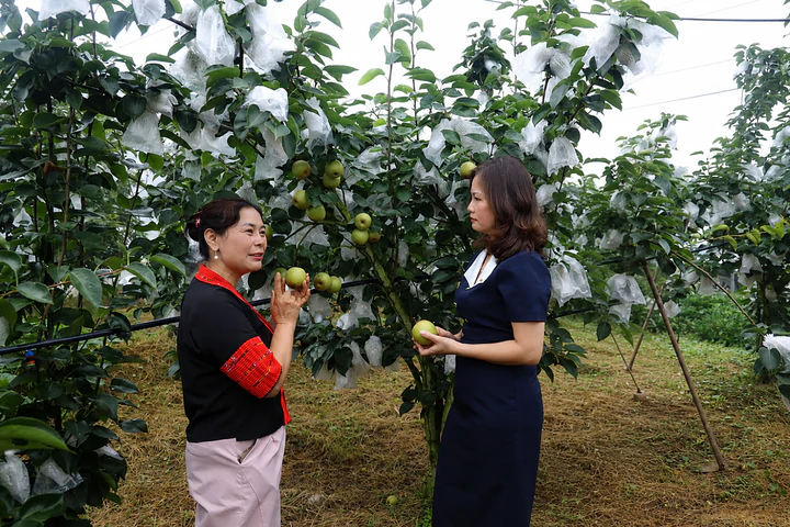 Phần mềm số hóa quản trị hợp tác xã cây ăn quả Sơn La- Ảnh 2.