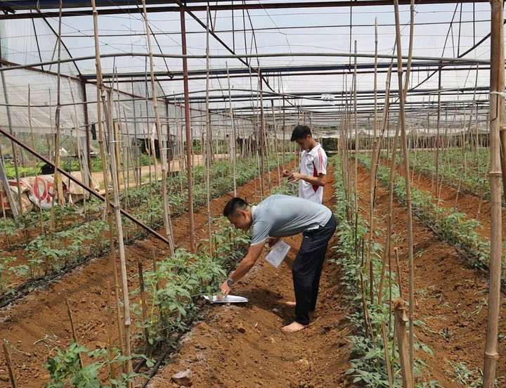 Cảm biến thông minh theo dõi độ ẩm, NPK cho vùng rau an toàn tại Sơn La- Ảnh 1.