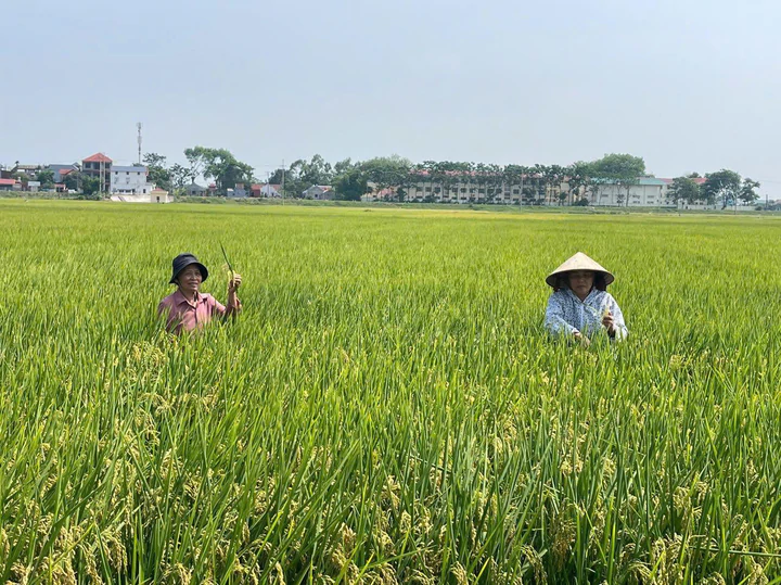N&acirc;ng gi&aacute; trị hạt gạo Thủ đ&ocirc; từ những m&ocirc; h&igrave;nh sản xuất hiện đại - Ảnh 2.