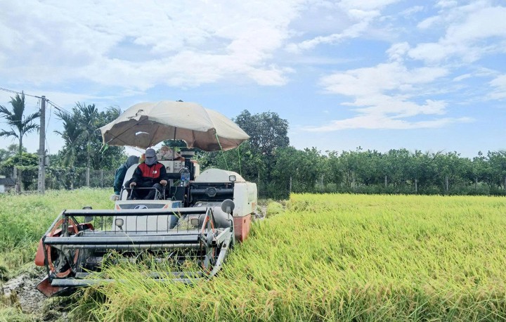 N&acirc;ng gi&aacute; trị hạt gạo Thủ đ&ocirc; từ những m&ocirc; h&igrave;nh sản xuất hiện đại - Ảnh 1.