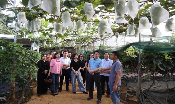 Từ mô hình thực tiễn đến hướng đi mới cho nông nghiệp Lạng Sơn - Ảnh 2.