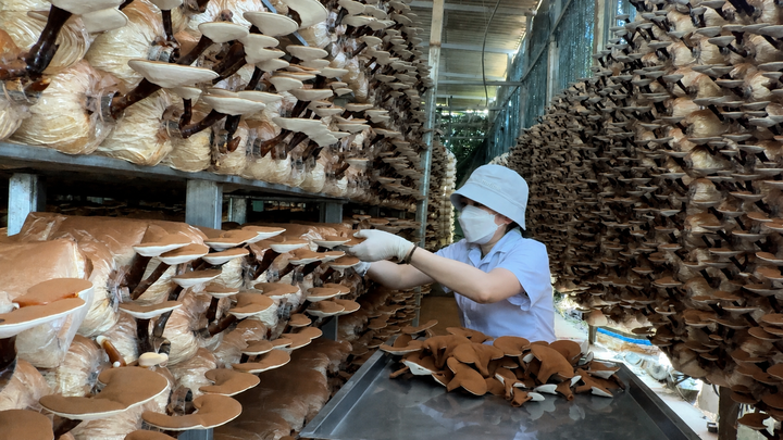 Công nghệ chiến lược mở hướng nâng giá trị nông nghiệp Quảng Ngãi - Ảnh 2.