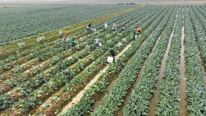 Công nghệ sinh học tạo động lực cho nông nghiệp xanh Phú Thọ - Ảnh 2.
