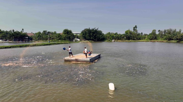 Công nghệ sinh học mở hướng chăn nuôi tuần hoàn tại Quảng Trị- Ảnh 1.