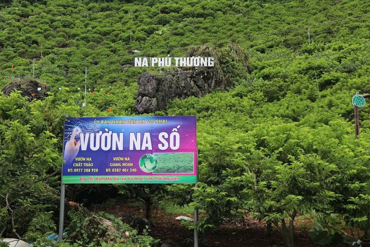 Khoa học, công nghệ mở hướng phát triển kinh tế nông nghiệp vùng cao- Ảnh 1.
