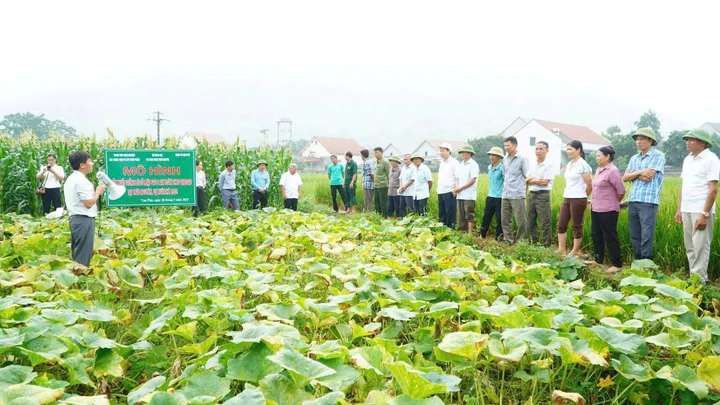 Đưa giống mới vào sản xuất, nâng giá trị bí đỏ Thái Nguyên- Ảnh 1.