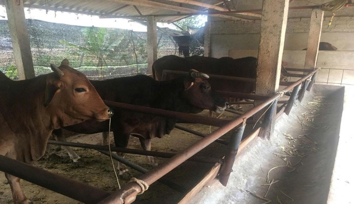 Chăn nu&ocirc;i b&ograve; lai kh&eacute;p k&iacute;n: Tận dụng phụ phẩm, tăng hiệu quả, giảm t&aacute;c động m&ocirc;i trường- Ảnh 1.