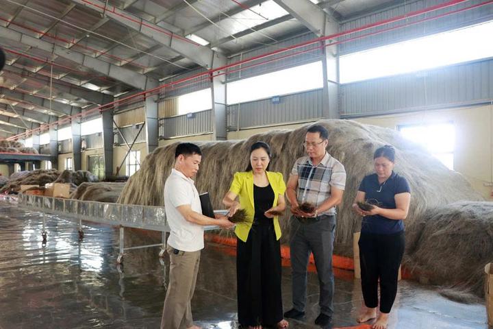 Khoa học và công nghệ nâng tầm giá trị miến dong từ tinh chất trà xanh Thái Nguyên - Ảnh 1.