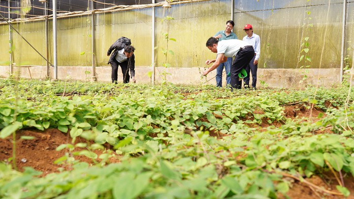 Ứng dụng giải pháp sinh học bảo vệ vùng trồng đảng sâm- Ảnh 1.