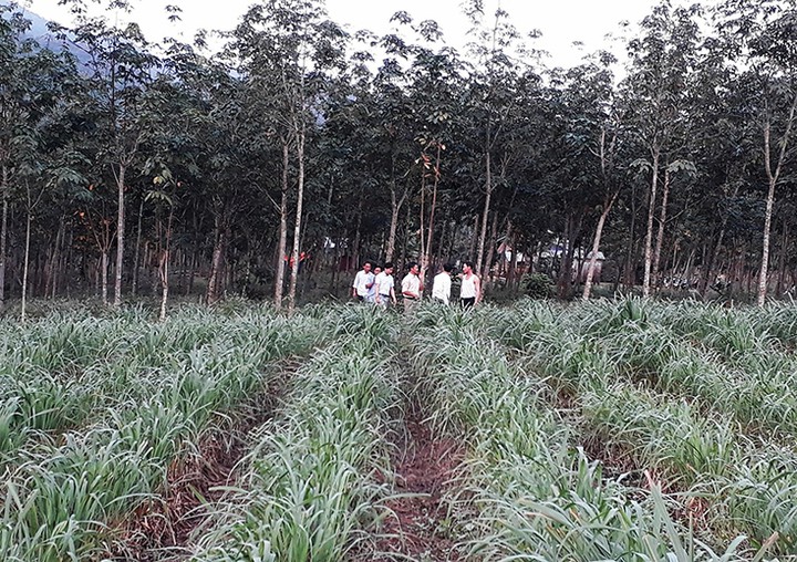 Từ cây sả đến chai tinh dầu: Hướng đi mới cho vùng nguyên liệu miền núi- Ảnh 1.