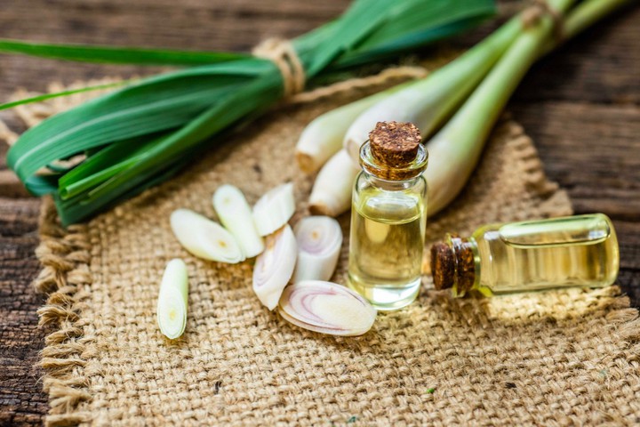 Từ cây sả đến chai tinh dầu: Hướng đi mới cho vùng nguyên liệu miền núi- Ảnh 2.