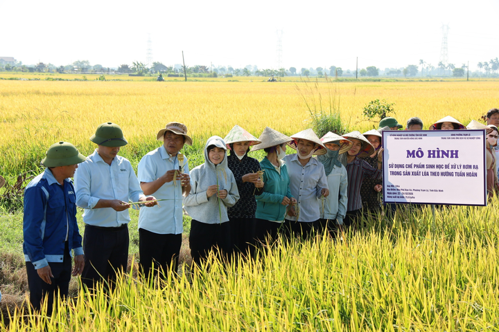 Chế phẩm sinh học mở hướng xử l&yacute; rơm rạ theo hướng tuần ho&agrave;n tại Bắc Ninh- Ảnh 1.