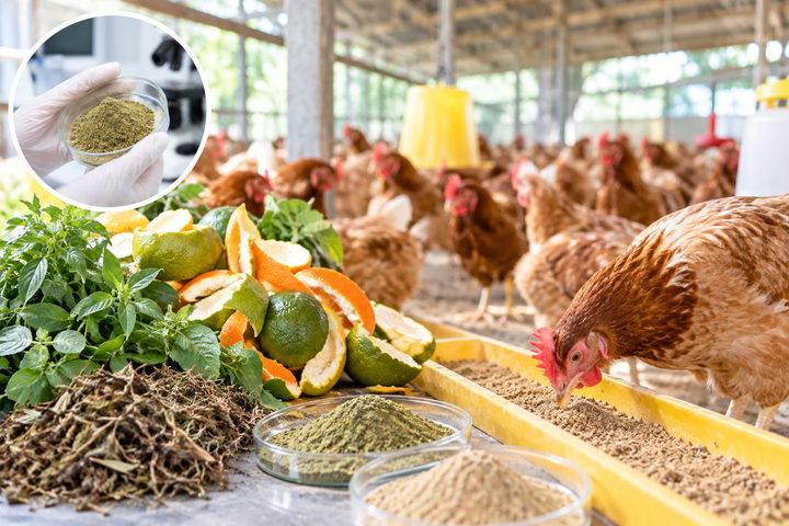 Ph&aacute;t triển chế phẩm sinh học từ thảo dược, phụ phẩm c&acirc;y c&oacute; m&uacute;i cho chăn nu&ocirc;i g&agrave;- Ảnh 1.