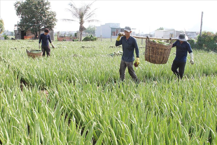 Khoa học và công nghệ tiếp sức đưa nha đam vào chuỗi giá trị- Ảnh 1.