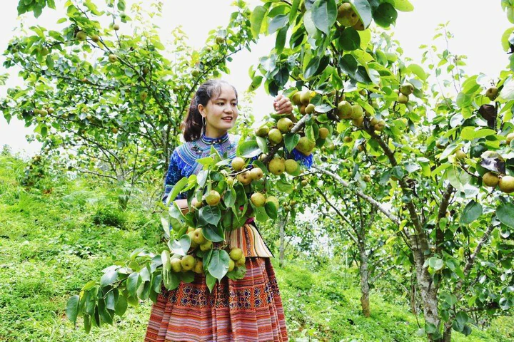 Từ vườn lê sinh thái đến du lịch nông nghiệp ở Cao Bằng- Ảnh 1.