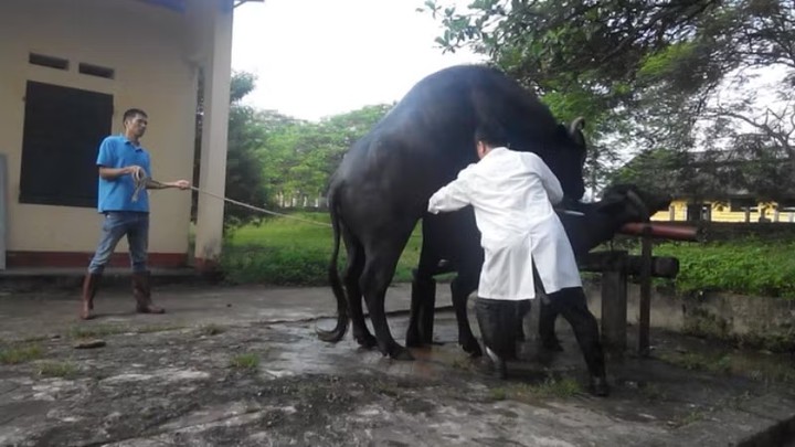 Đưa khoa học về nông thôn: Từ nguồn gen trâu quý đến sinh kế người dân- Ảnh 1.