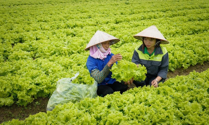 Công nghệ mở đường cho vùng rau VietGAP ở Yên Dũng- Ảnh 1.