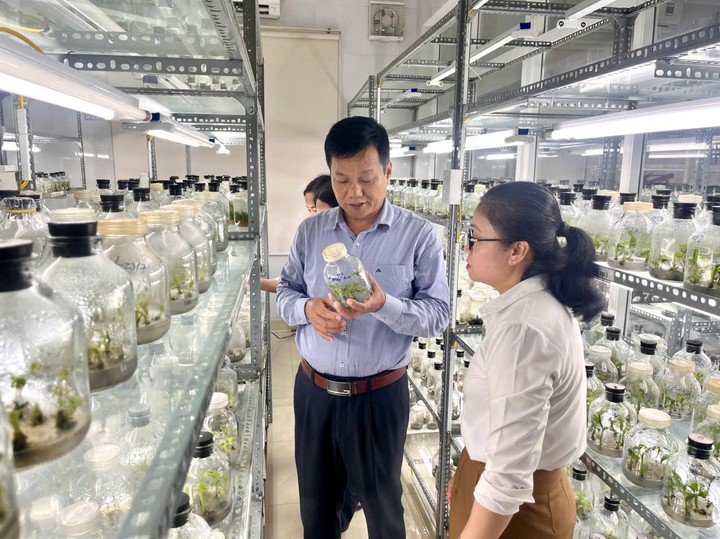 Hoàn thiện quy trình nhân giống chuối Mật mốc bằng nuôi cấy mô- Ảnh 1.