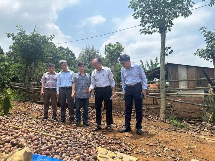 Biến vỏ chanh leo thành thức ăn cho bò bằng công nghệ- Ảnh 2.