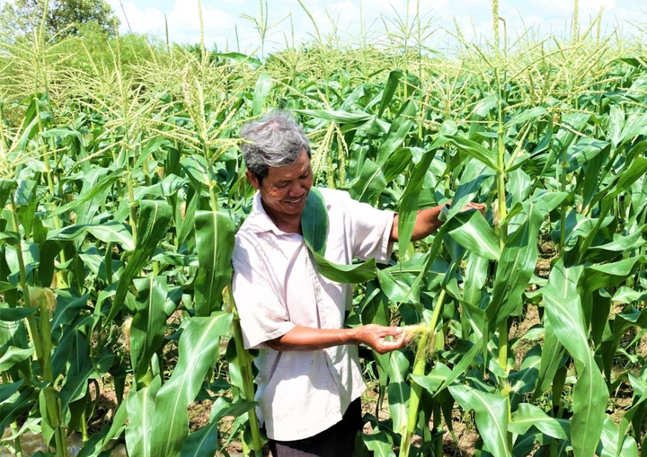 Khoa học v&agrave; c&ocirc;ng nghệ tạo lực đẩy cho c&aacute;c m&ocirc; h&igrave;nh sinh kế tại Vĩnh Long- Ảnh 2.