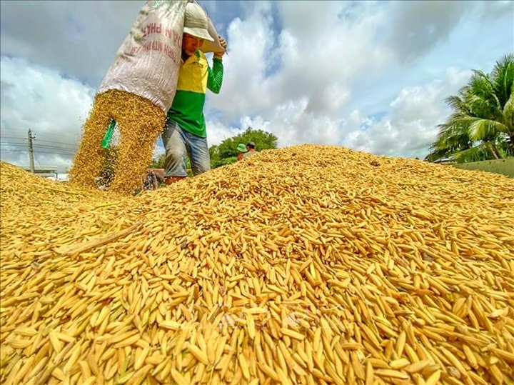Từ ruộng l&uacute;a VietGAP đến chuỗi gi&aacute; trị l&uacute;a gạo bền vững ở Thanh H&oacute;a- Ảnh 1.