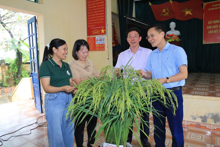 Đưa kỹ thuật canh tác tiên tiến vào mô hình lúa Nếp 415 tại Hưng Yên - Ảnh 2.