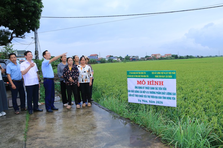 Đưa kỹ thuật canh tác tiên tiến vào mô hình lúa Nếp 415 tại Hưng Yên - Ảnh 3.