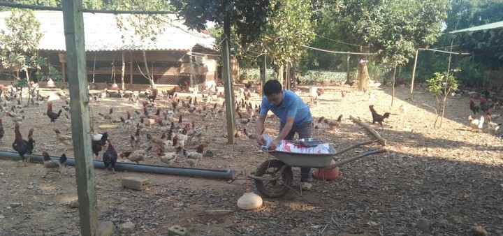 Ứng dụng tiến bộ KH&CN, mở hướng sinh kế bền vững từ chăn nu&ocirc;i g&agrave; M&iacute;a tại H&agrave; Nội - Ảnh 1.