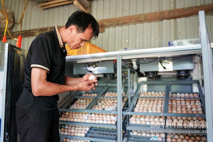 Khoa học công nghệ nâng giá trị gà Vạn Linh - Ảnh 1.